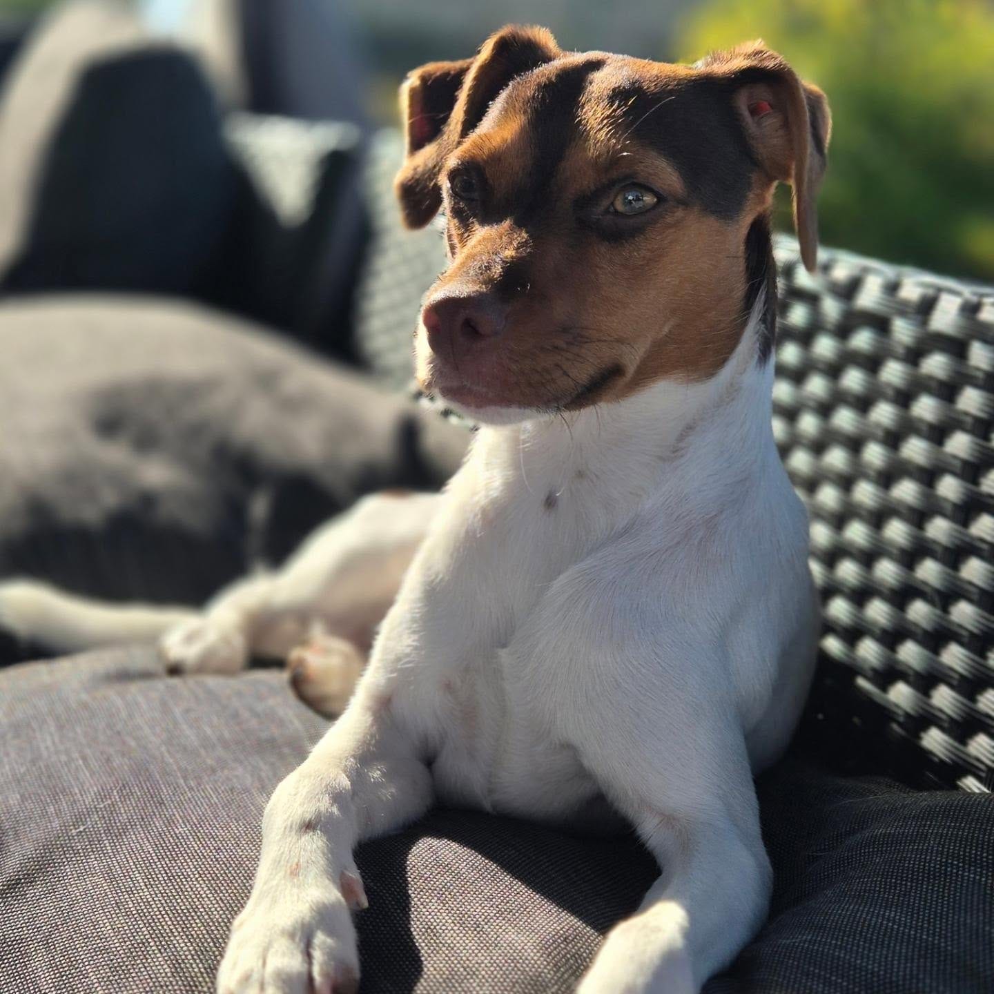 Produkt och butik hos Hund & Katt KAK
